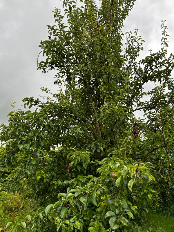 Beskæring af frugttræer