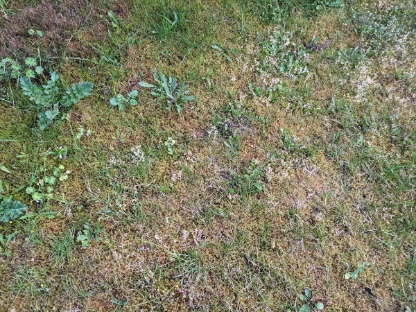 Fjernelse af eksisterende plæne