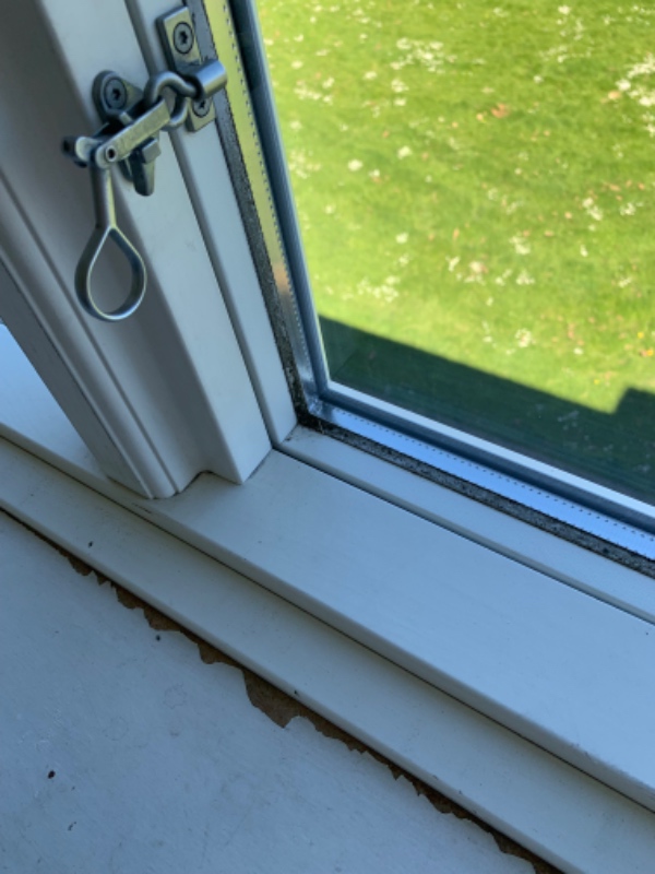 Fjernelse af skimmelsvamp