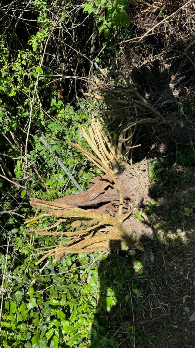 Fjernelse af grenaffald 