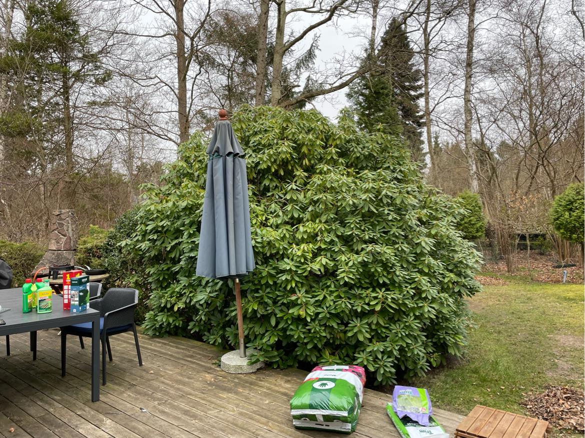 Beskæring af rodondendron buske