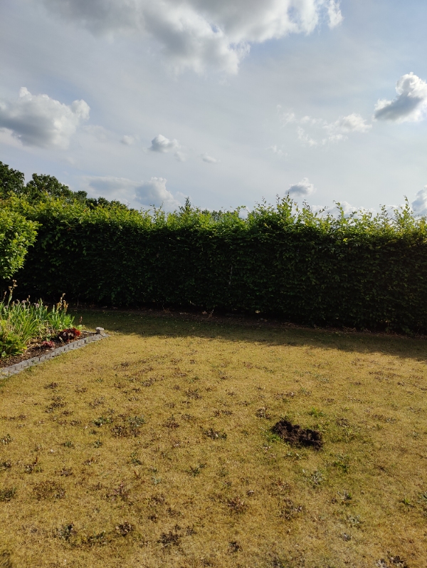 Hæk klipper 2 sidet og top