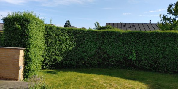 Hækklipning og bortskaffelse