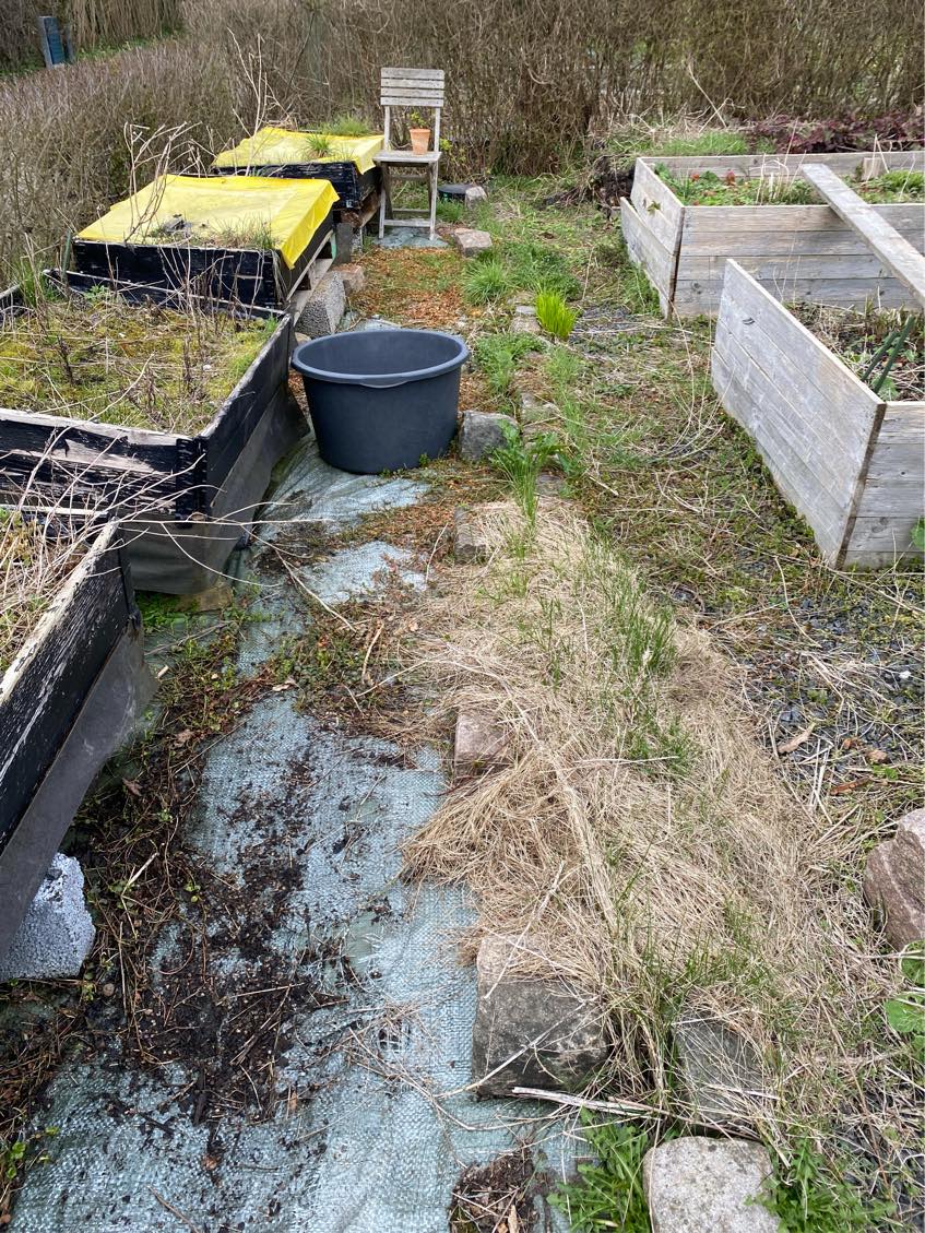 Ryddet en forhave for gamle højbede og spredt jorden ud, og tromlet, så jeg kan så græs.