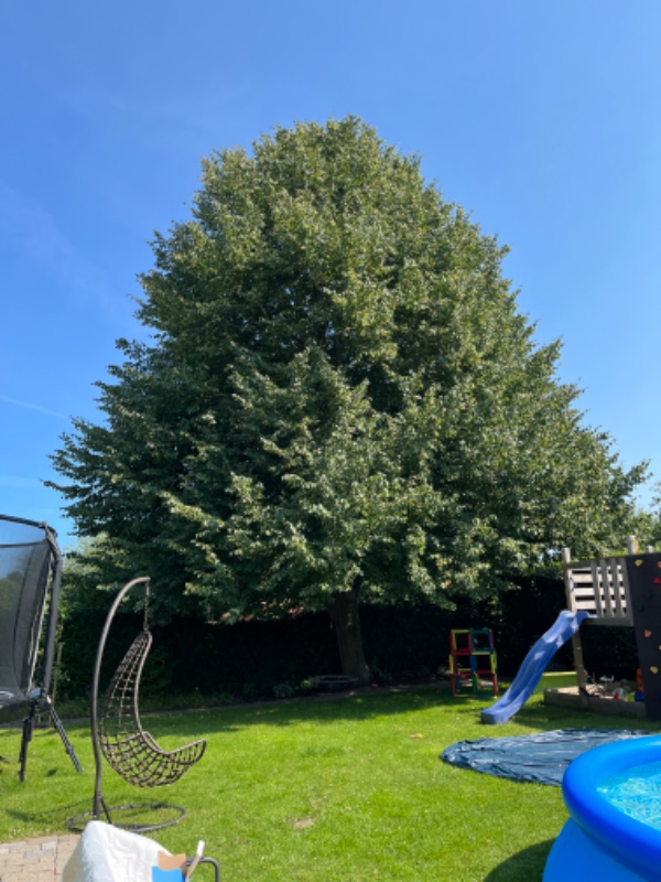 Beskæring af Lindetræ