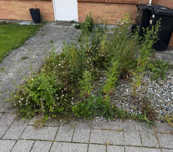 Fjernelse af ukrudt i grusbed