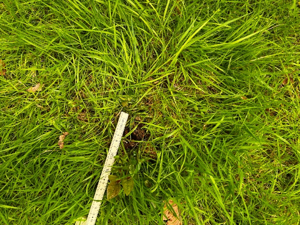 Stubfræsning af flere træstubbe