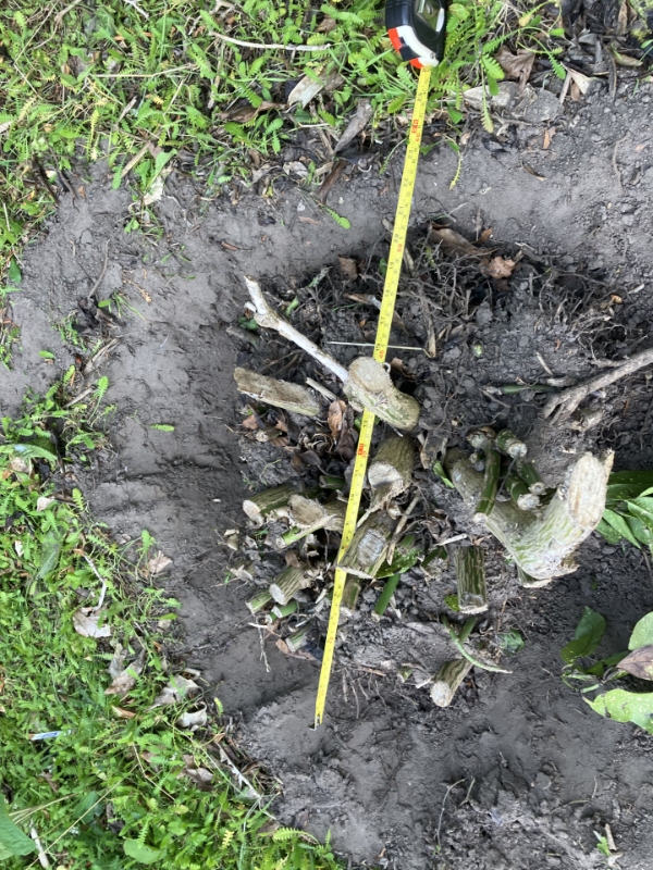 opgraving af 2 trærøder eller Stubfræsning?