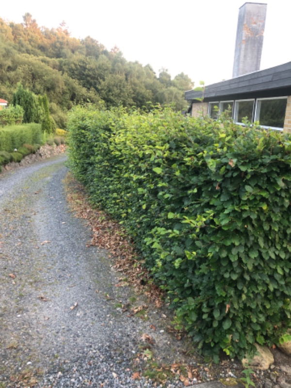 Klipning af bøgehæk