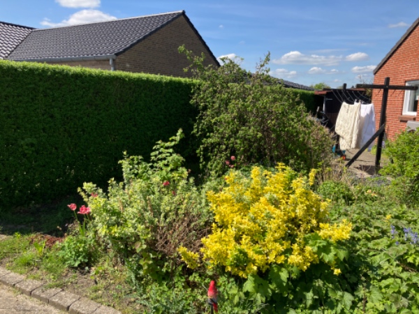 Rydning og opgravning af bed