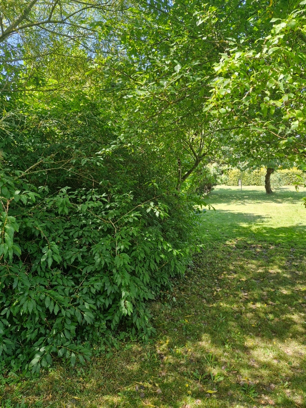 beskæring af buske, bortkørsel. installation af kanttråd og guidekabel til robotplæneklipper på sommerhusgrund på Bogø