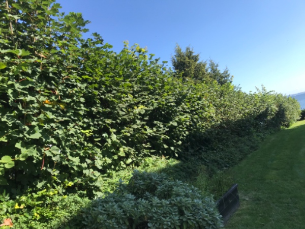 klippet hæk og kørt afklip væk