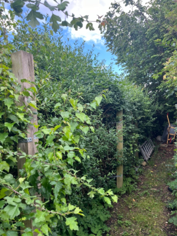 Klipning af stor hæk