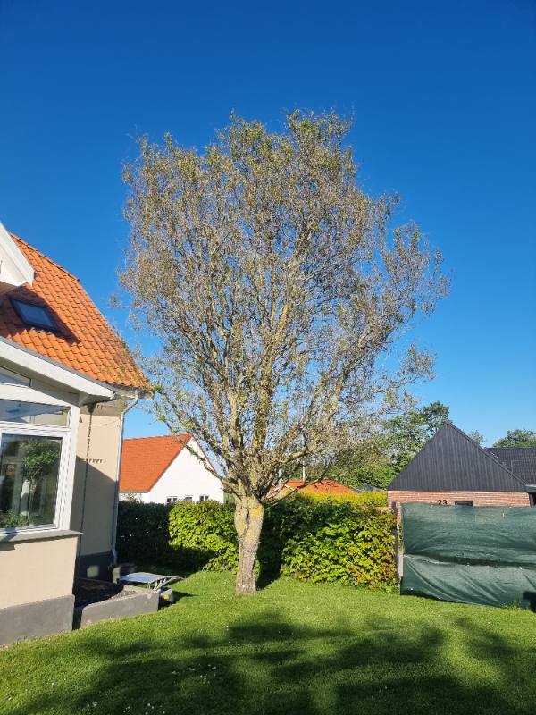 Beskæring af træer