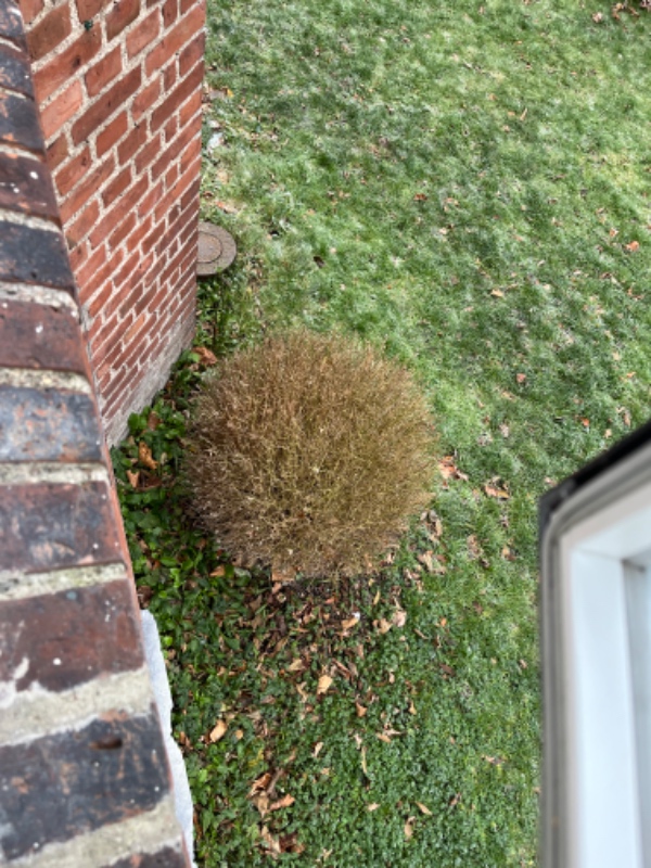 Fjernelse samt bortskaffelse af beplantning