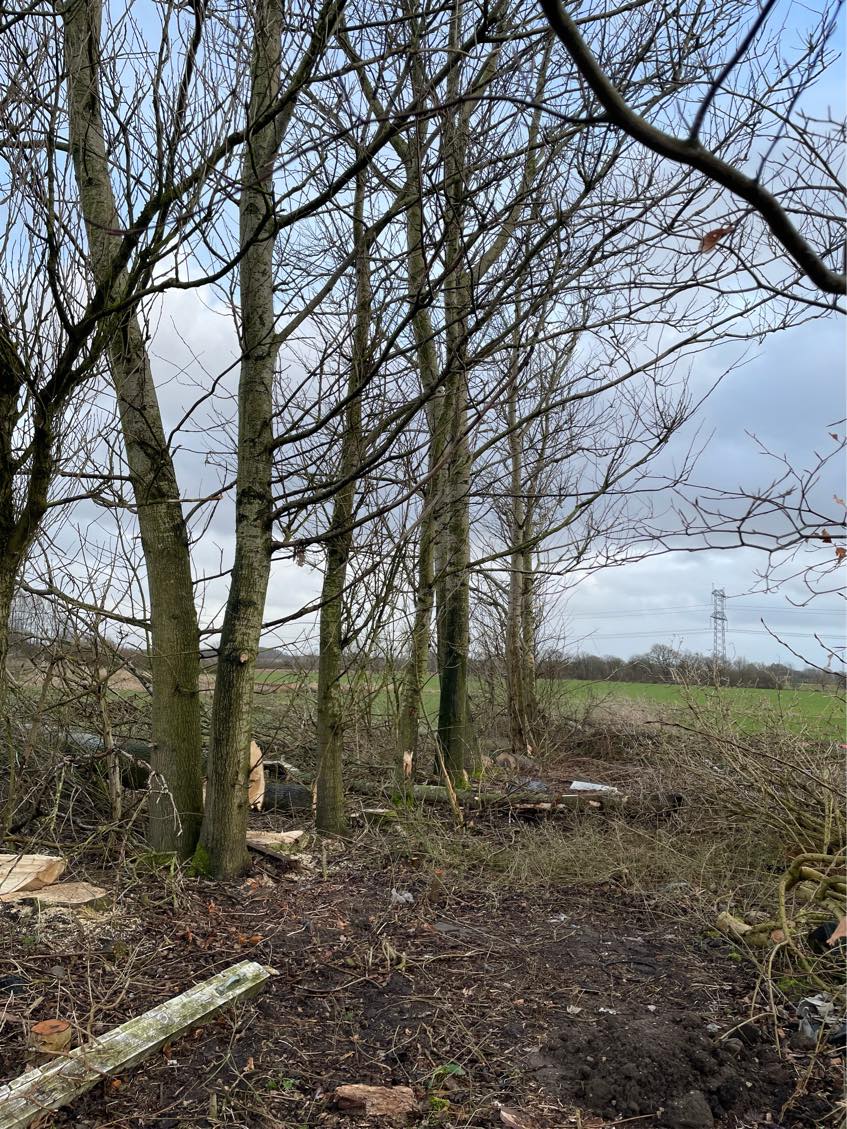 Topkapning af poppeltræer