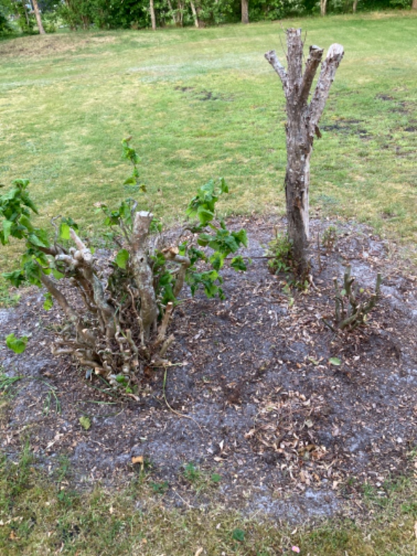 Jeg har nogle træer 3 stk jeg skal have væk, da jeg vil ha’ flyttet  bålstedet der til.