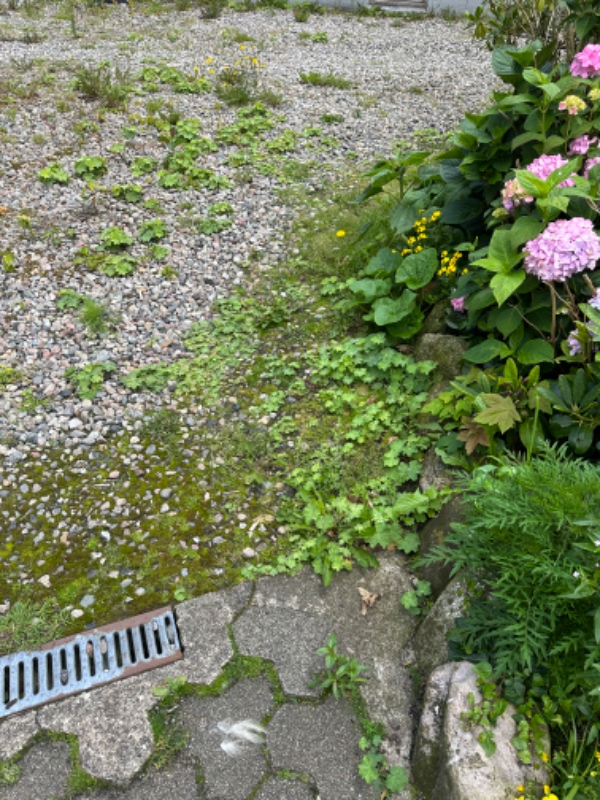 Ukrudt, trimning og generel havearbejde