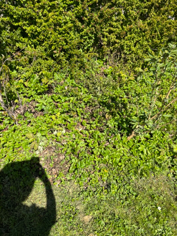 Lugning og havearbejde