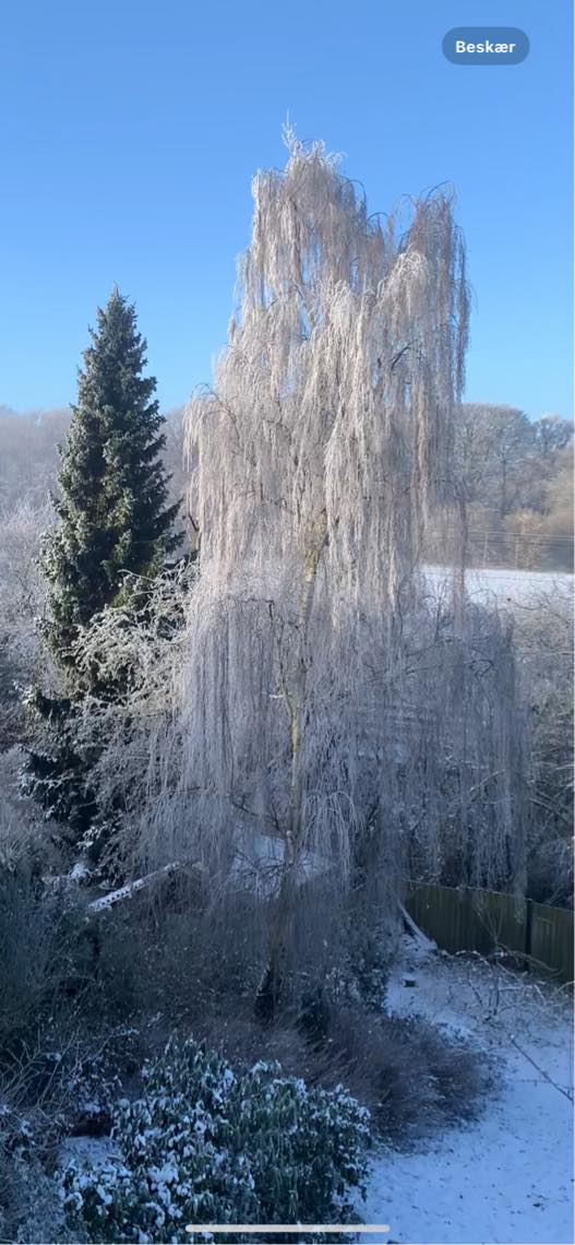 Træfældning - Bud søges