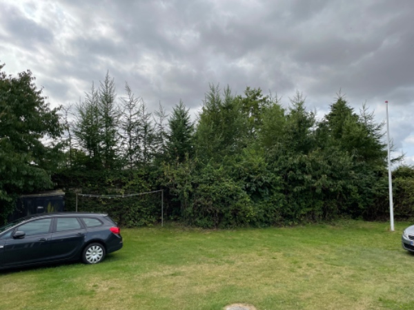 Fældning af træer i hæk