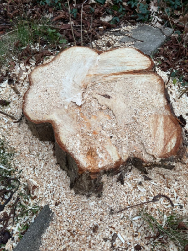 Stubfræsning af to træstubbe