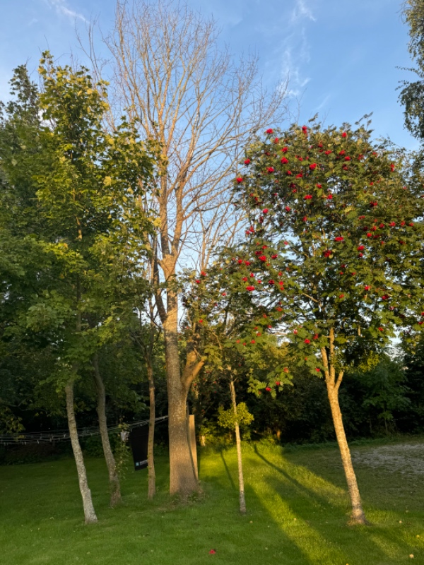 Træfældning af to “døde” træer i ca 10-15 meters højde. Tisvildeleje