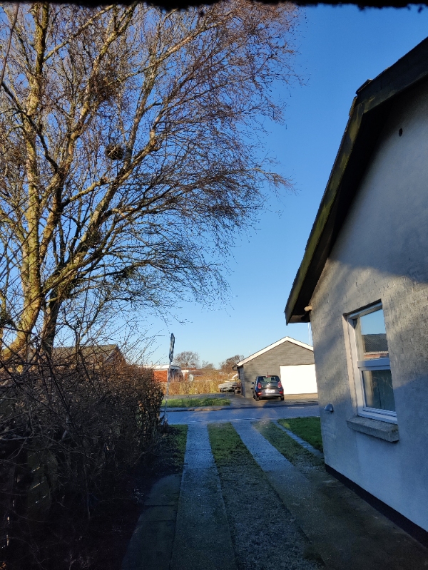 Hjælp til save nogle grene.