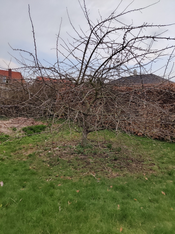 Beskåret tre frugttræer