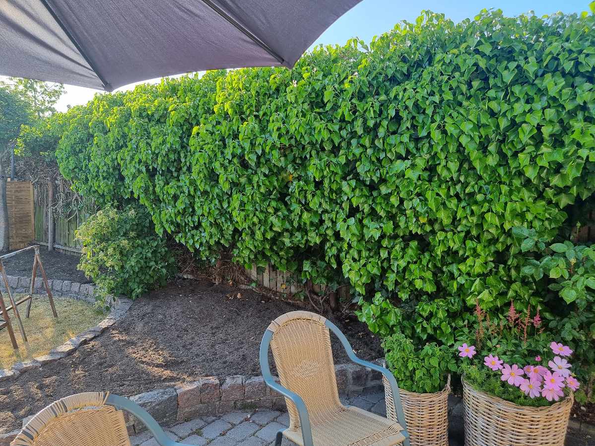 Hjælp til at klippe hæk og bortskaffelse af hække-affald efter klipning.