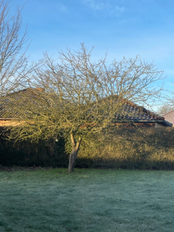 Beskæring af æbletræ