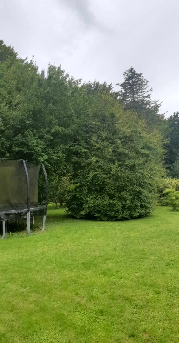 Klippet hæk og buske. Fjerne ukrudt i indkørelsen