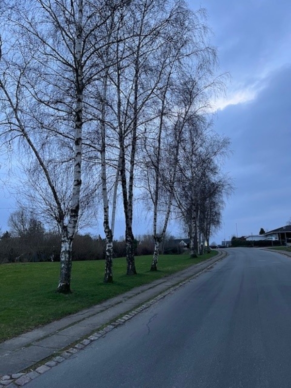 Fældning og stubfræsning af birketræer