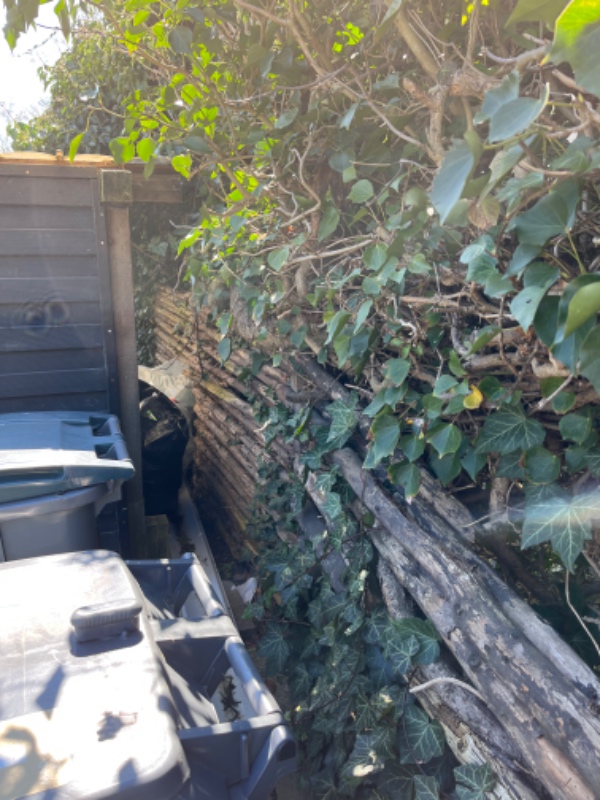 Fjernelse af raftehegn og efeu