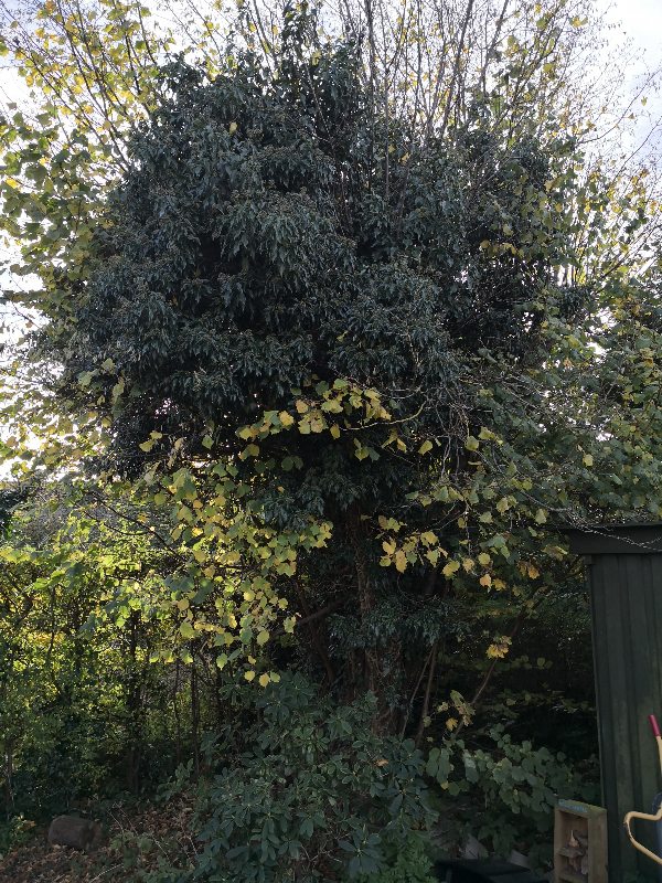 Fældning og rodfræsning af nøddetræ