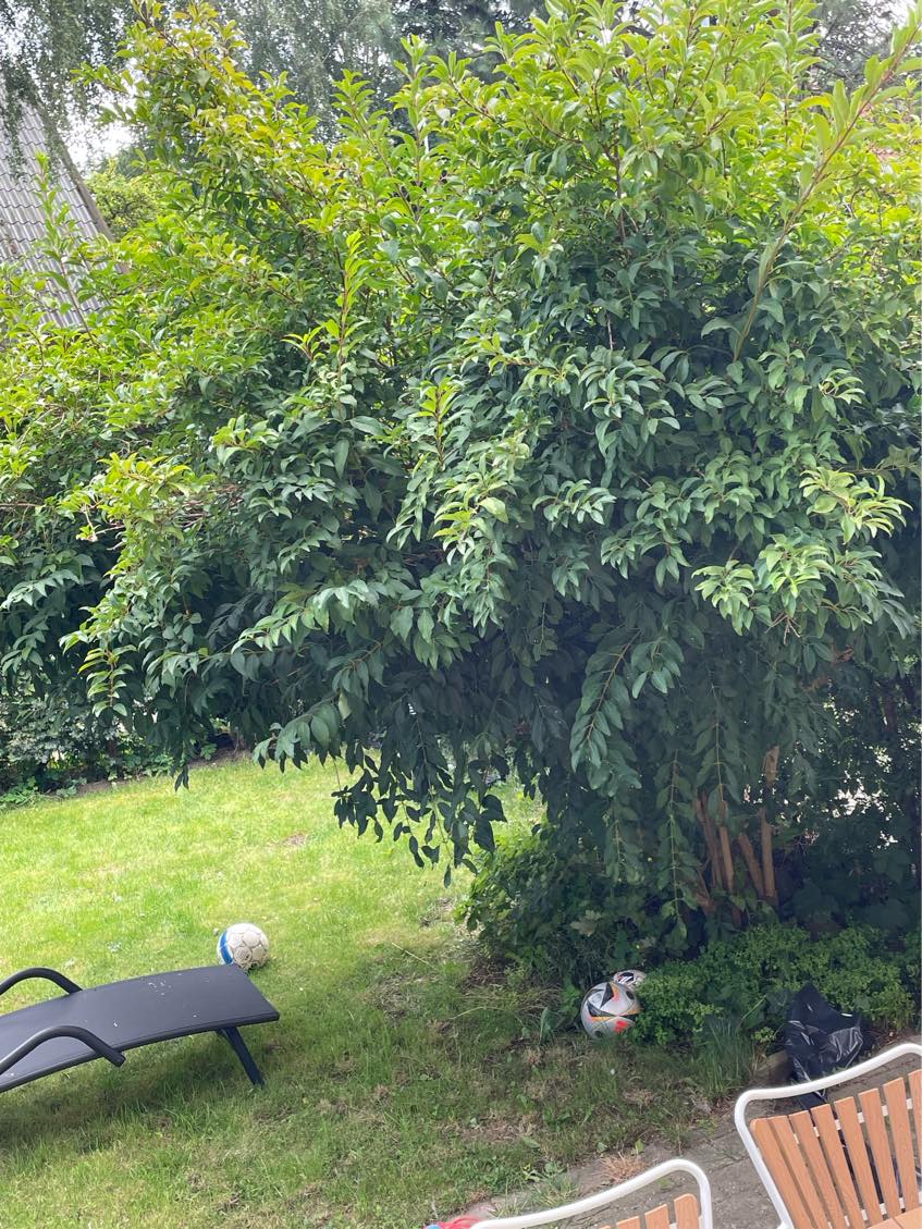 Beskæring af træ og busk