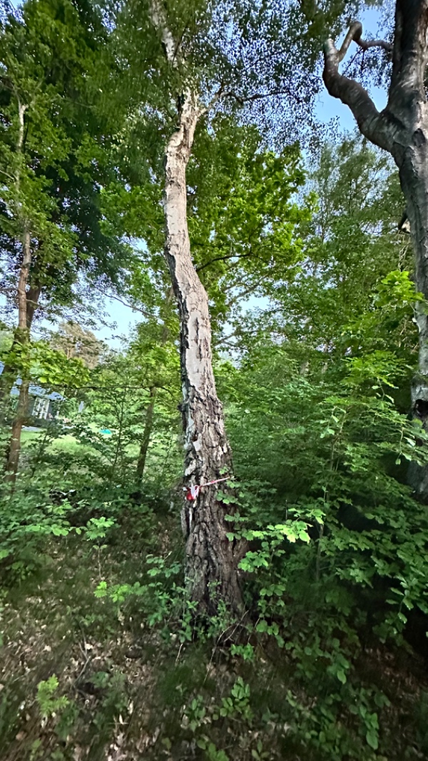 Fældning af 6 træer samt kløvning