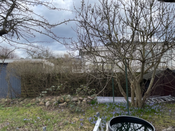 Hækklipning i maj/juni