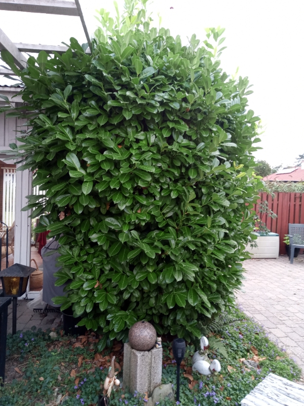 beskæring af 4 kirsebær lauerbærbuske