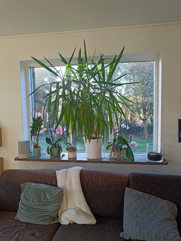 Vinduespudsning inde og ude