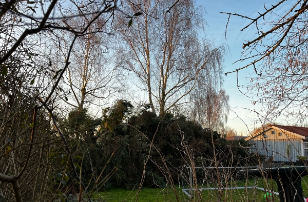 Ophugning af væltede træer samt bortskaffelse