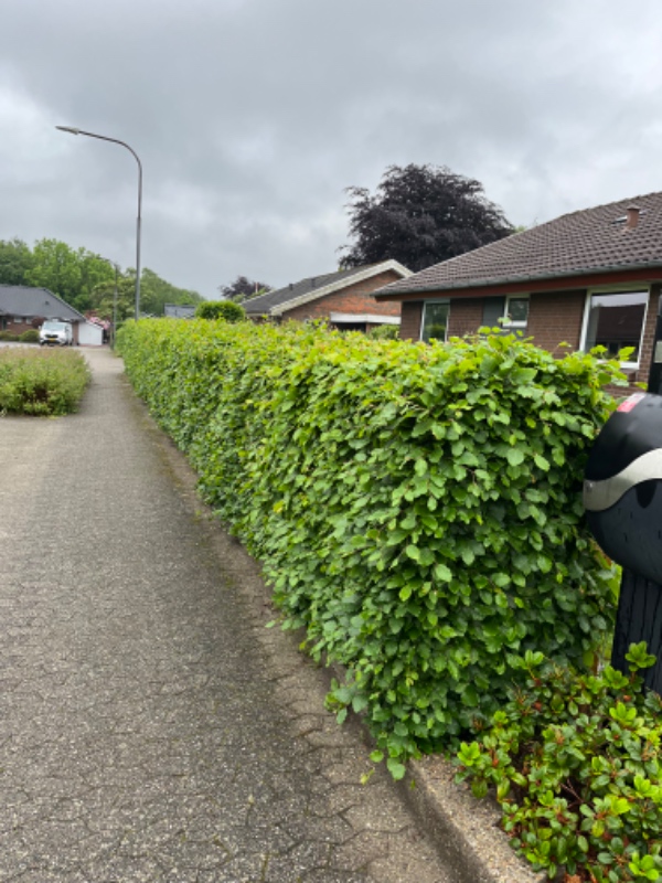 Hækklipning og bortkørsel