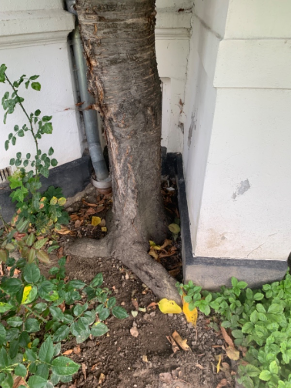 Fældning og fjernelse af træ Hellerup