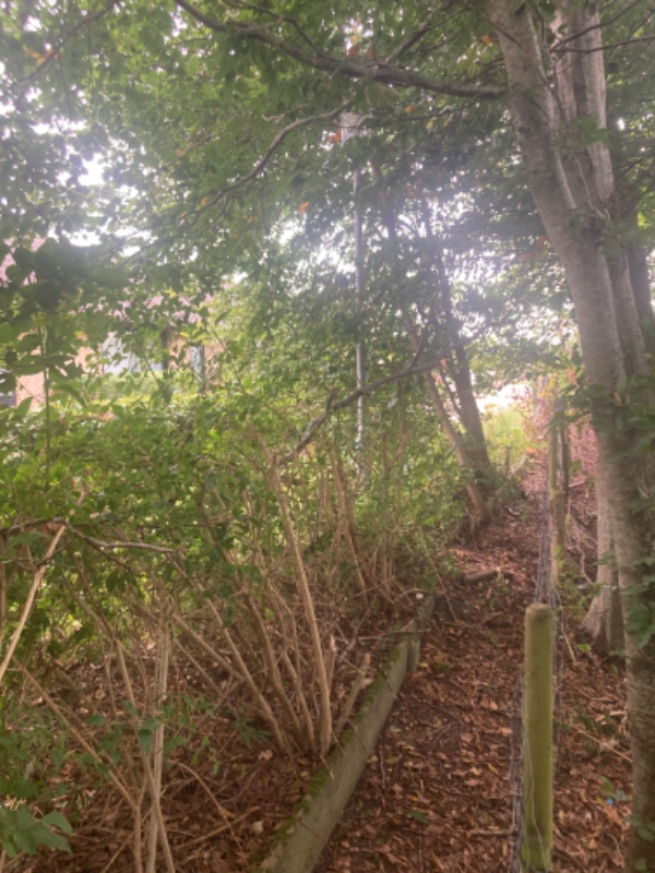 Fjerne buske og 11 små træer