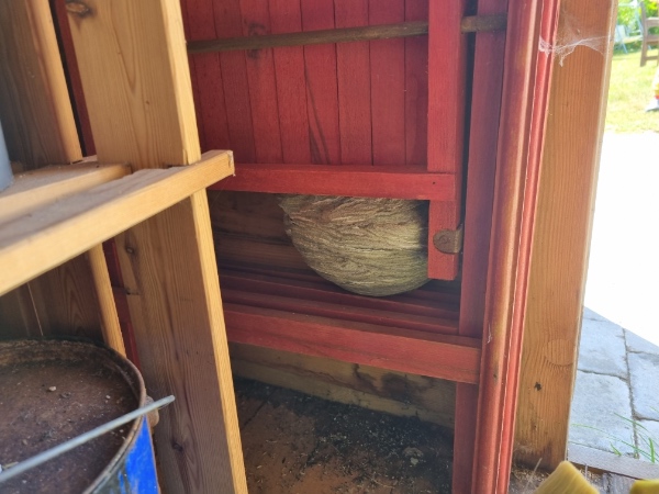 Fjerne stort hvepsebo i skur