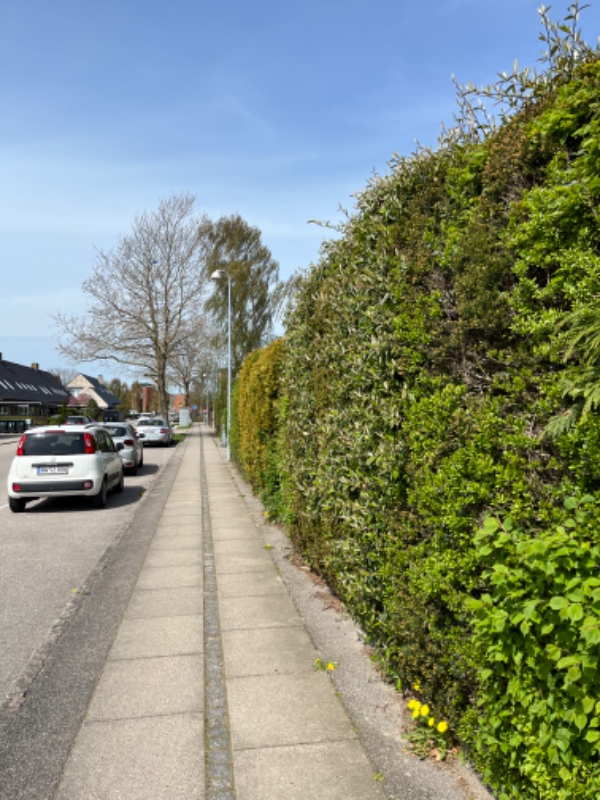 Hækklipning 70m total