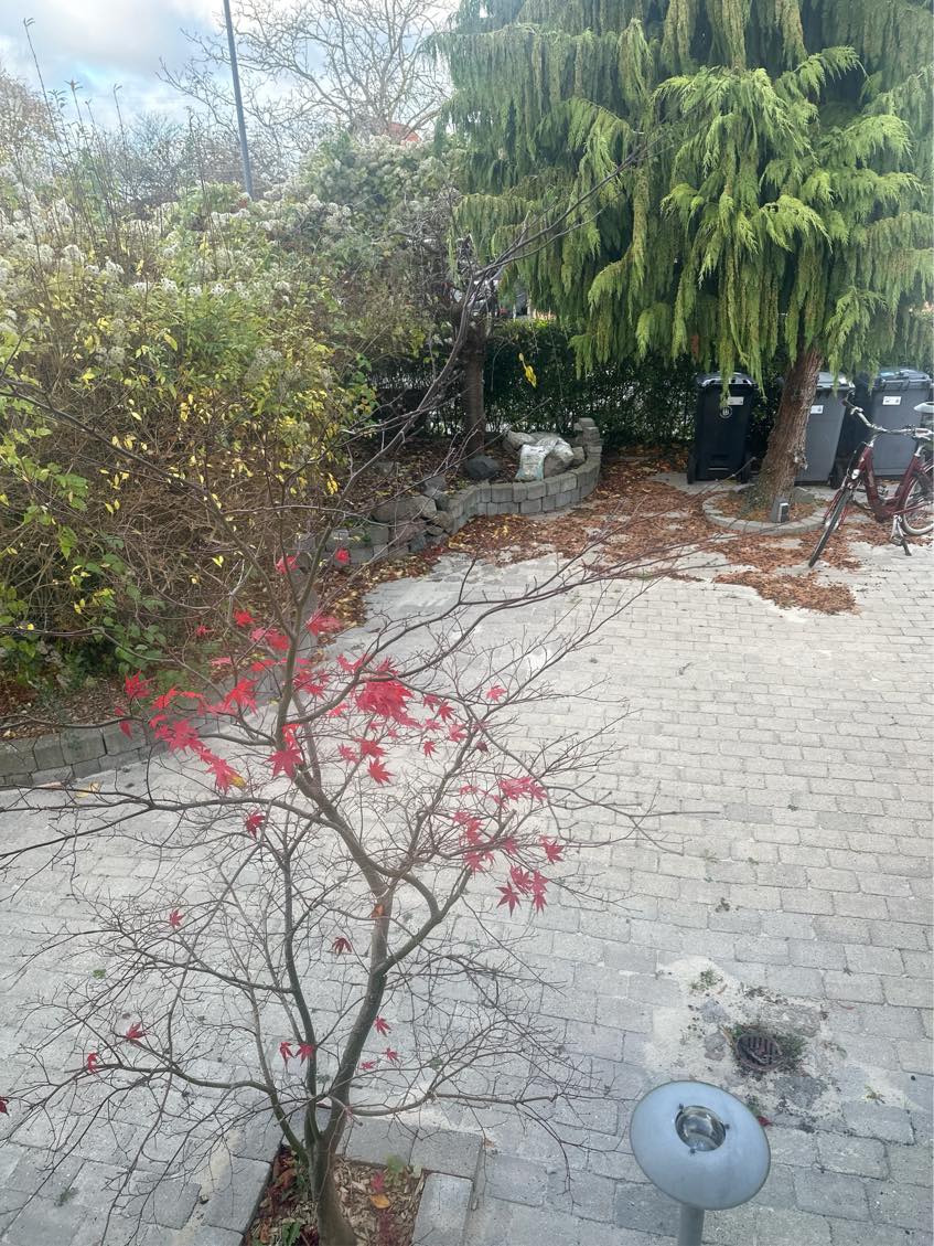 Blandet havearbejde, inklusiv mindre klip af hæk og buske