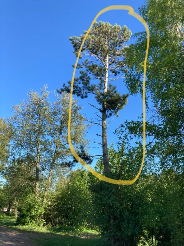 fældet et grantræ - tror det er ca. 8m skal skæres ned til 2 m