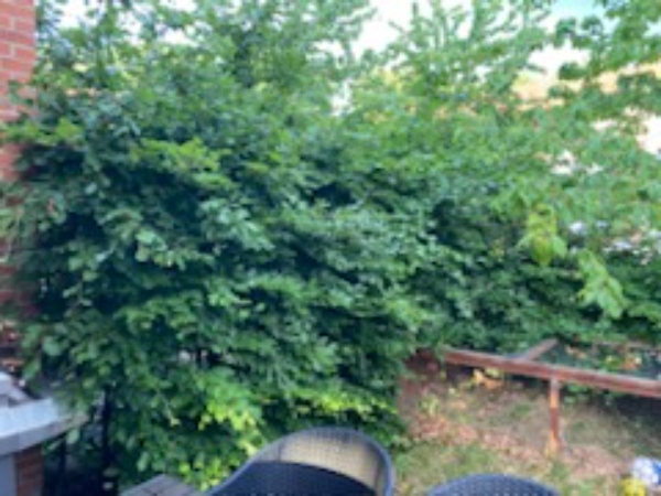 Klipning af hæk og køre blade til genbrugsstationen