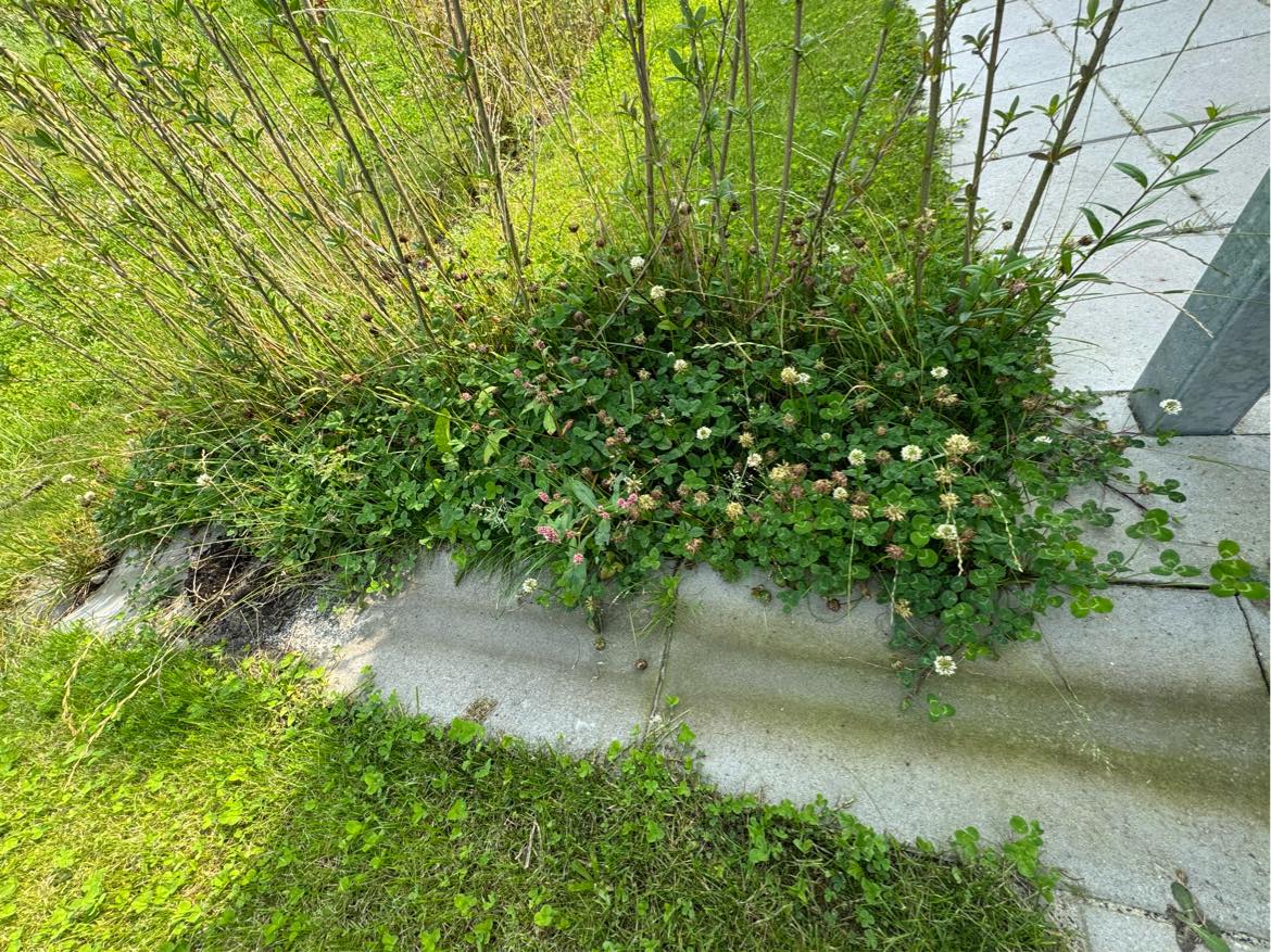 Jeg søger en som kan fjerne ukrudt imelllem hækken hækken er 10 meter fra ende til ende  Det er i Ikast hvem kan hjælpe ? HURTIGST MULIGT !